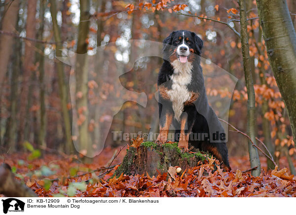 Bernese Mountain Dog / KB-12909