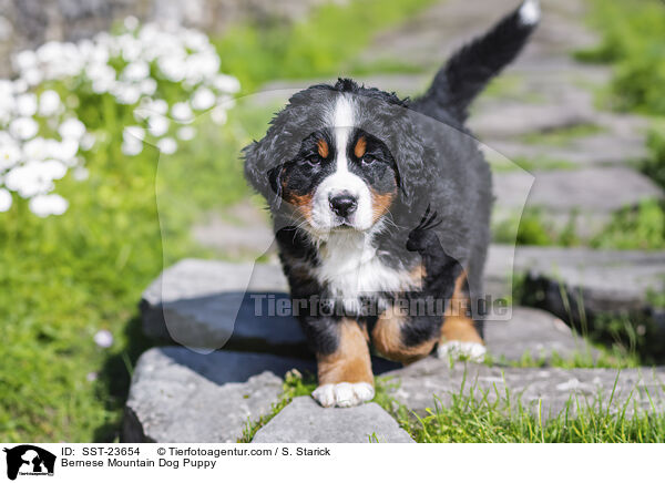 Bernese Mountain Dog Puppy / SST-23654