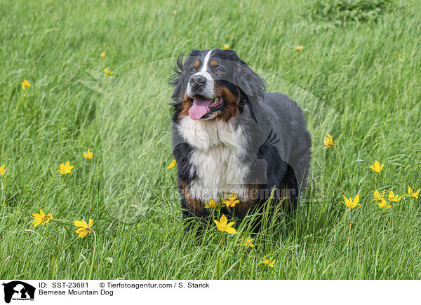 Bernese Mountain Dog / SST-23681