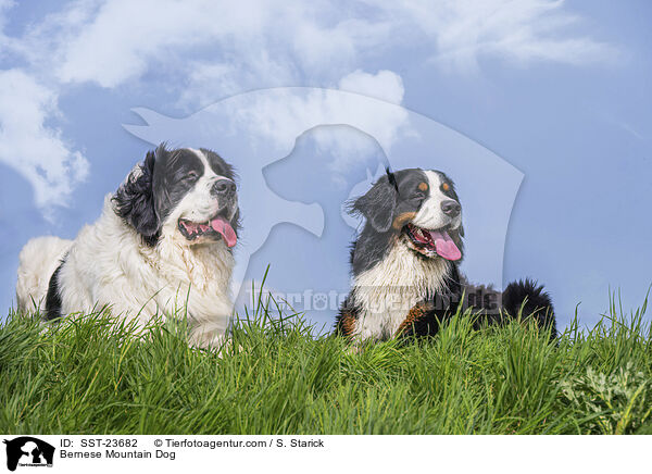Bernese Mountain Dog / SST-23682
