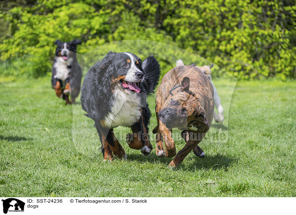 dogs / SST-24236