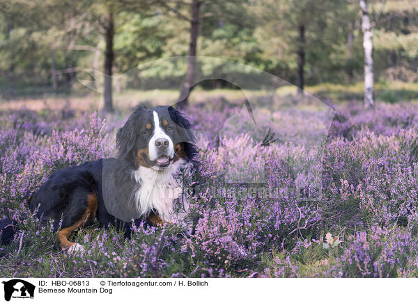 Berner Sennenhund / Bernese Mountain Dog / HBO-06813