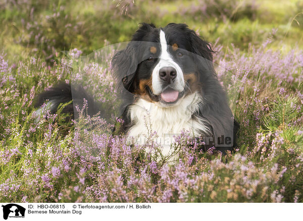 Berner Sennenhund / Bernese Mountain Dog / HBO-06815