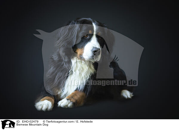 Berner Sennenhund / Bernese Mountain Dog / EHO-02479