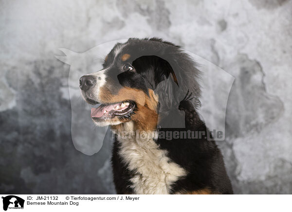 Berner Sennenhund / Bernese Mountain Dog / JM-21132