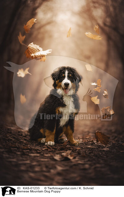 Berner Sennenhund Welpe / Bernese Mountain Dog Puppy / KAS-01233