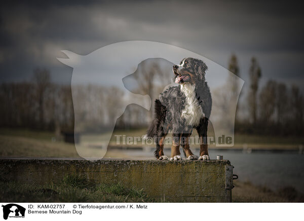 Berner Sennenhund / Bernese Mountain Dog / KAM-02757