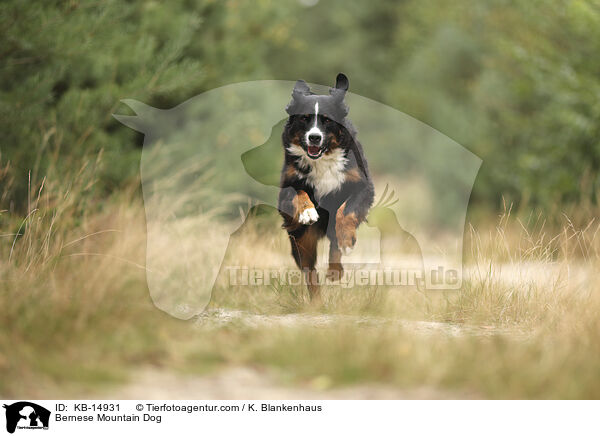 Berner Sennenhund / Bernese Mountain Dog / KB-14931