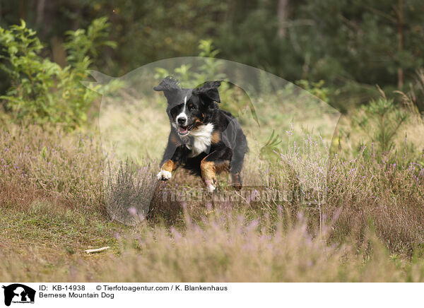 Berner Sennenhund / Bernese Mountain Dog / KB-14938
