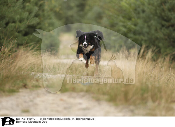 Berner Sennenhund / Bernese Mountain Dog / KB-14940