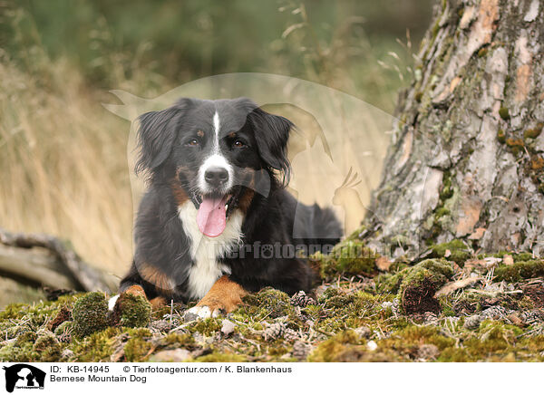 Berner Sennenhund / Bernese Mountain Dog / KB-14945