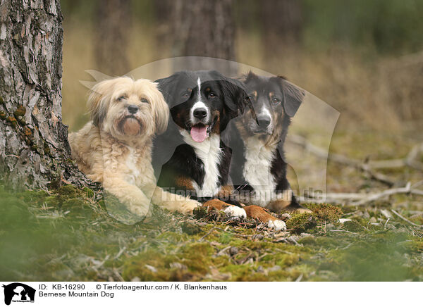 Berner Sennenhund / Bernese Mountain Dog / KB-16290
