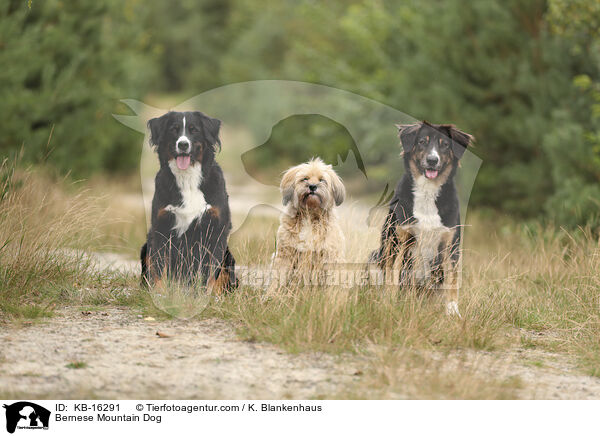 Berner Sennenhund / Bernese Mountain Dog / KB-16291