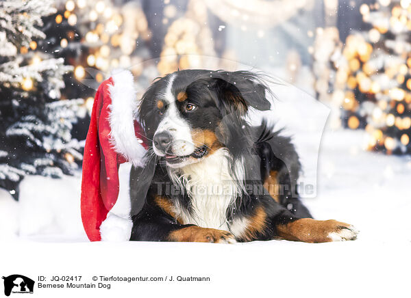 Berner Sennenhund / Bernese Mountain Dog / JQ-02417