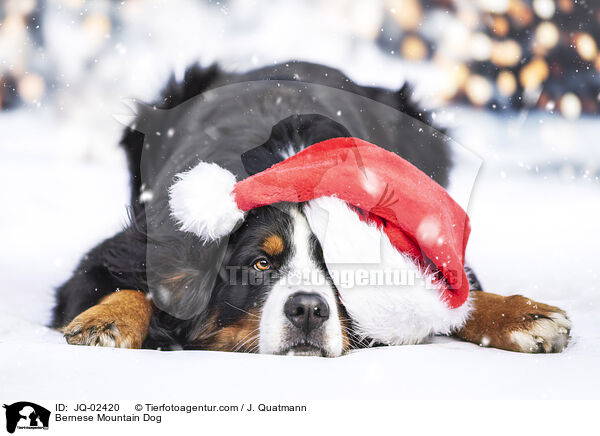 Berner Sennenhund / Bernese Mountain Dog / JQ-02420