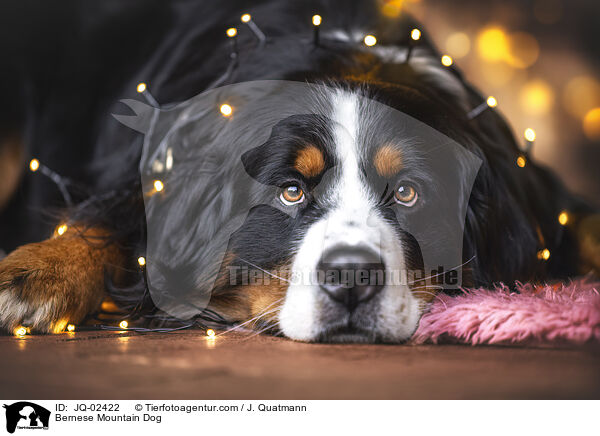 Berner Sennenhund / Bernese Mountain Dog / JQ-02422