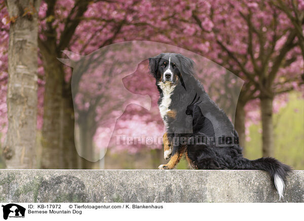 Berner Sennenhund / Bernese Mountain Dog / KB-17972