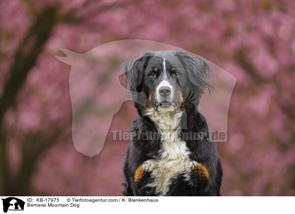Berner Sennenhund / Bernese Mountain Dog / KB-17975