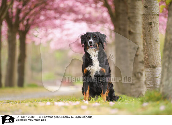 Berner Sennenhund / Bernese Mountain Dog / KB-17980