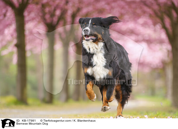 Berner Sennenhund / Bernese Mountain Dog / KB-17981