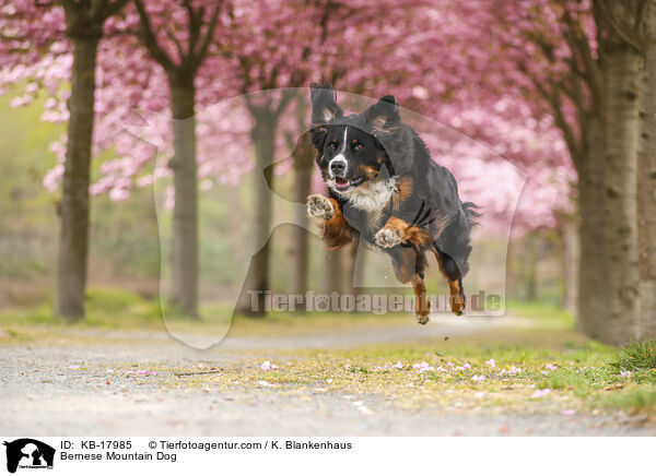 Berner Sennenhund / Bernese Mountain Dog / KB-17985