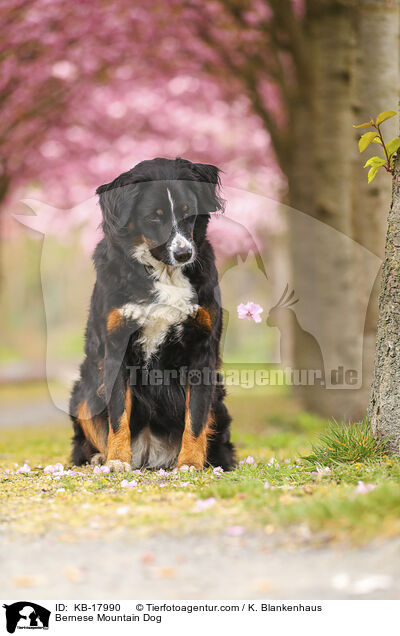 Berner Sennenhund / Bernese Mountain Dog / KB-17990