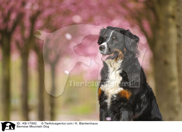 Berner Sennenhund / Bernese Mountain Dog / KB-17992