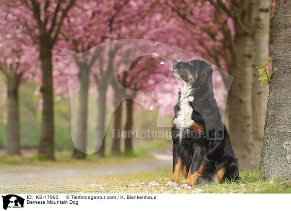 Berner Sennenhund / Bernese Mountain Dog / KB-17993