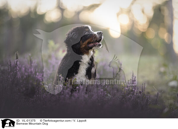 Berner Sennenhund / Bernese Mountain Dog / VL-01375