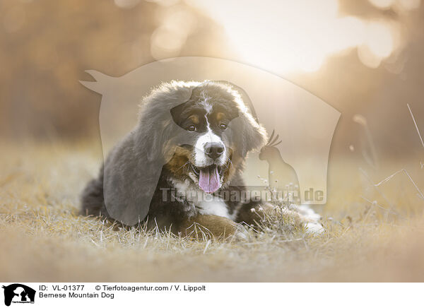 Bernese Mountain Dog / VL-01377