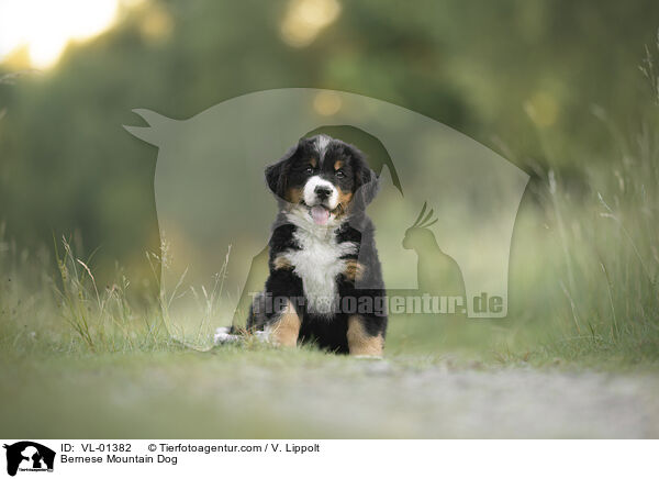 Berner Sennenhund / Bernese Mountain Dog / VL-01382