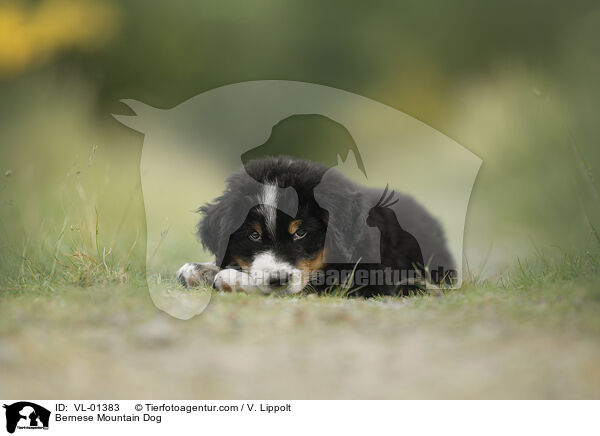 Berner Sennenhund / Bernese Mountain Dog / VL-01383