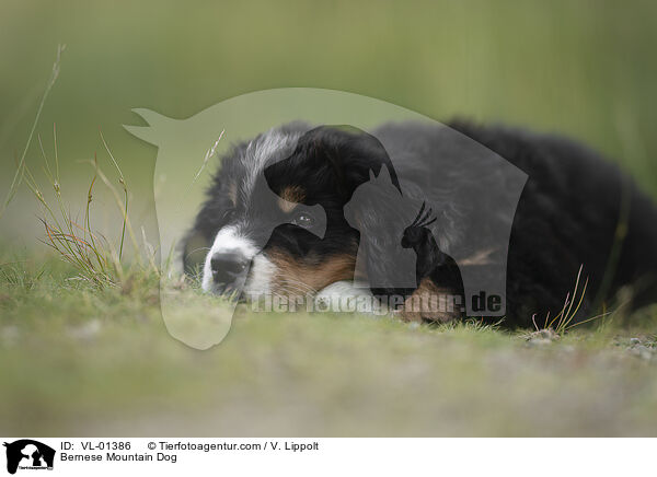 Berner Sennenhund / Bernese Mountain Dog / VL-01386