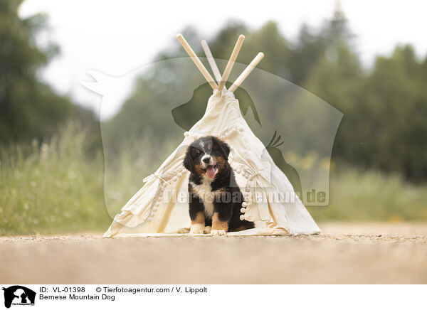 Berner Sennenhund / Bernese Mountain Dog / VL-01398