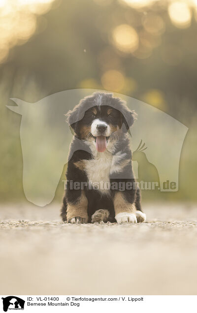 Berner Sennenhund / Bernese Mountain Dog / VL-01400
