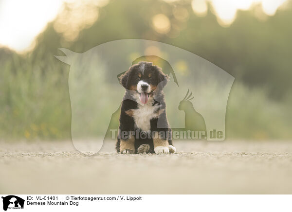 Berner Sennenhund / Bernese Mountain Dog / VL-01401