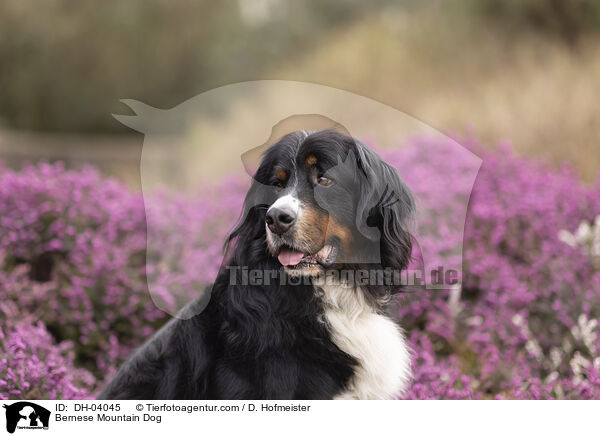 Berner Sennenhund / Bernese Mountain Dog / DH-04045