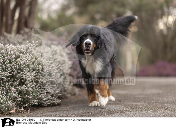 Berner Sennenhund / Bernese Mountain Dog / DH-04050