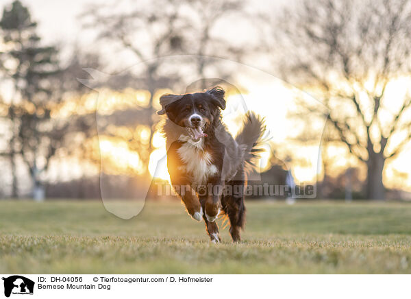 Berner Sennenhund / Bernese Mountain Dog / DH-04056