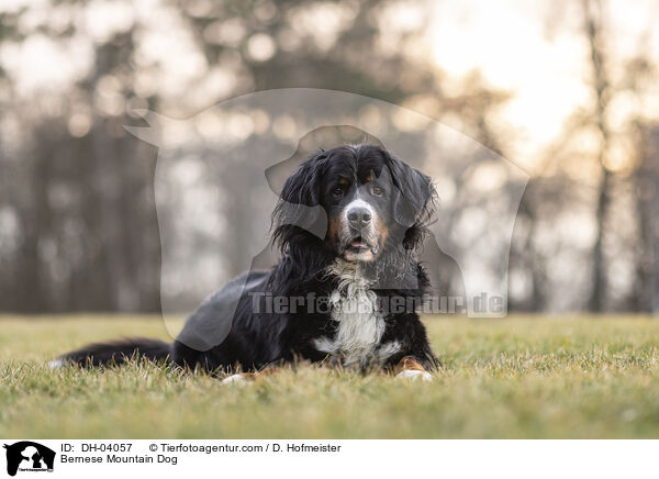 Berner Sennenhund / Bernese Mountain Dog / DH-04057