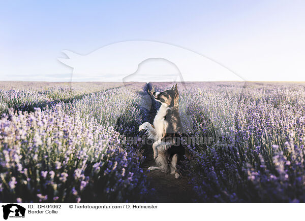 Border Collie / Border Collie / DH-04062