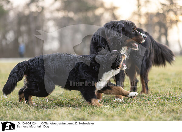 Berner Sennenhund / Bernese Mountain Dog / DH-04124