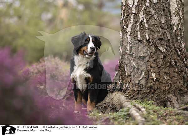 Berner Sennenhund / Bernese Mountain Dog / DH-04140