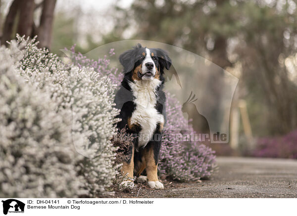 Berner Sennenhund / Bernese Mountain Dog / DH-04141