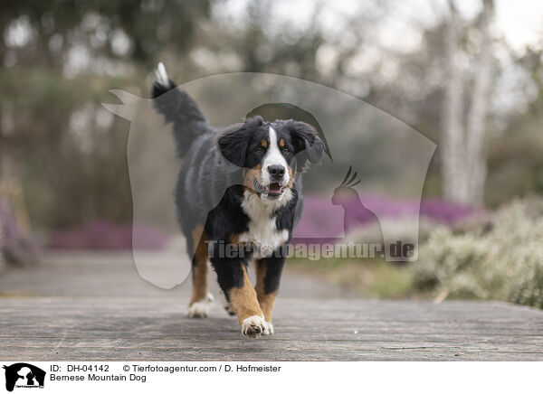 Berner Sennenhund / Bernese Mountain Dog / DH-04142