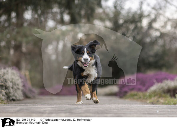 Berner Sennenhund / Bernese Mountain Dog / DH-04143