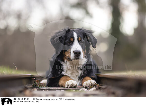 Berner Sennenhund / Bernese Mountain Dog / DH-04144