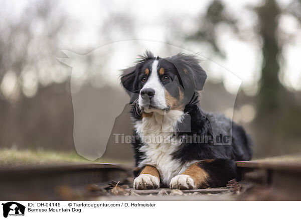 Berner Sennenhund / Bernese Mountain Dog / DH-04145