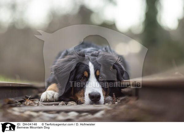 Berner Sennenhund / Bernese Mountain Dog / DH-04146