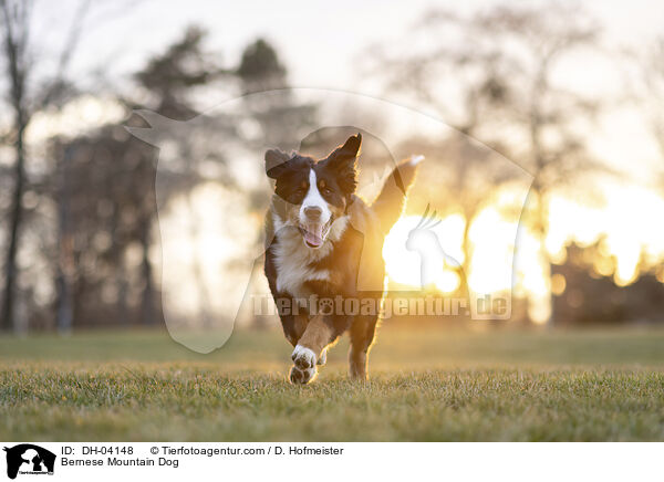 Berner Sennenhund / Bernese Mountain Dog / DH-04148